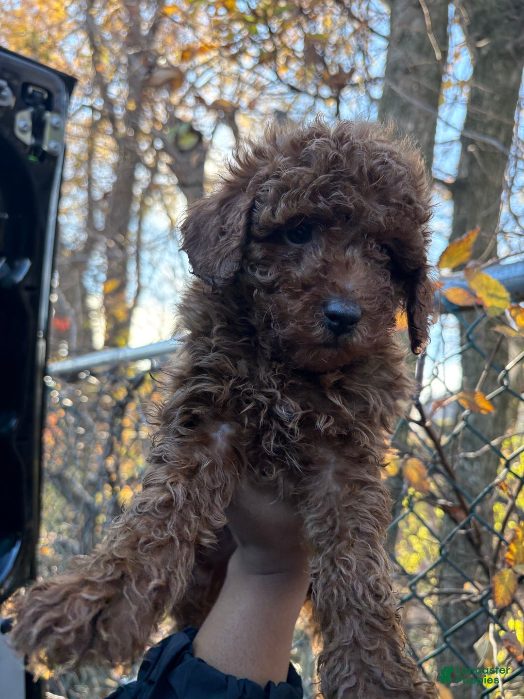 Toy Poodle dogs for sale: TOY TOMMY - Ad 3