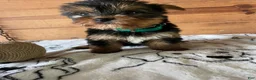 Yorkshire Terrier dogs for sale: Oliver - Ad 2