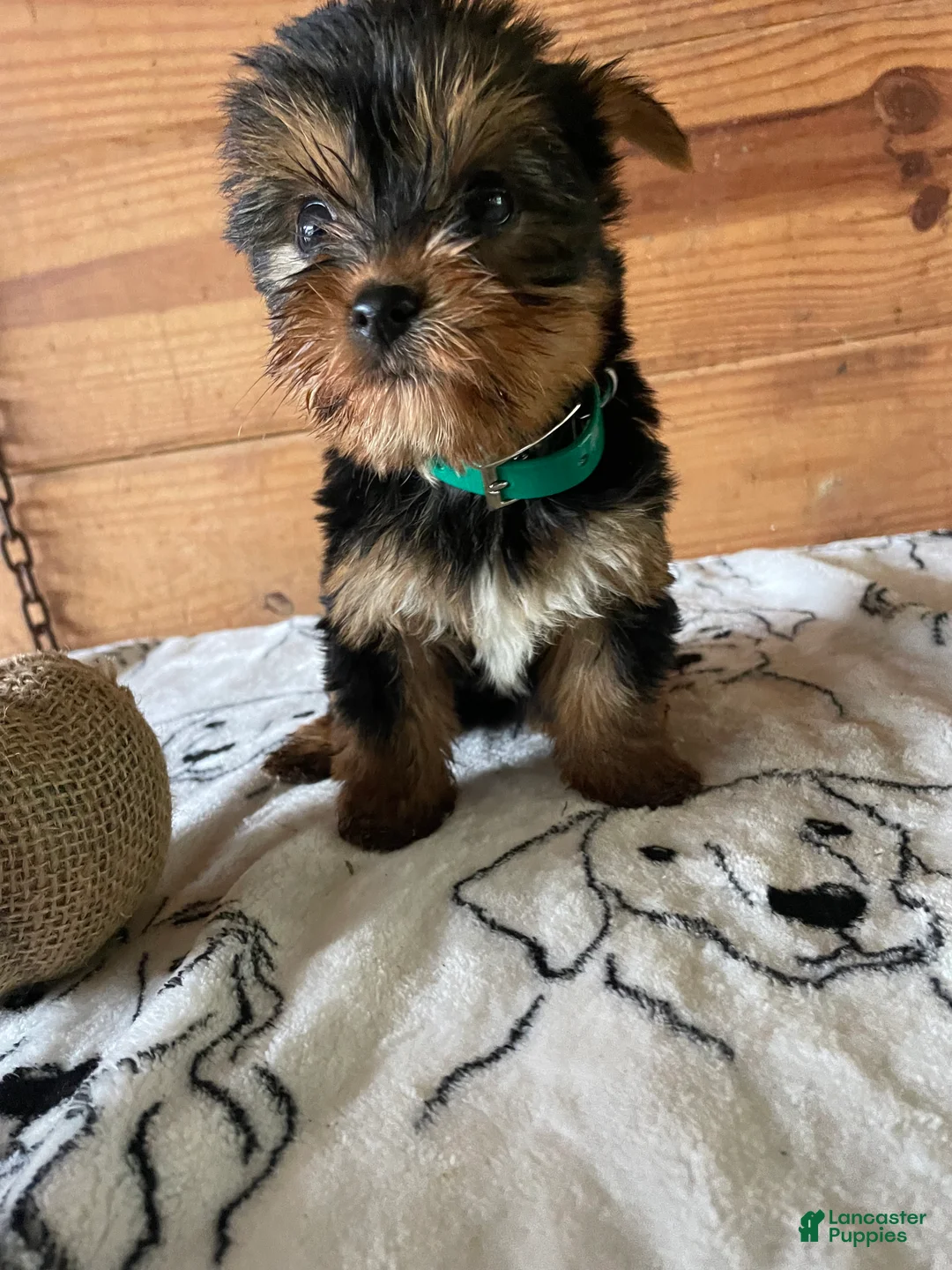 Yorkshire Terrier dogs for sale: Oliver - Ad 2