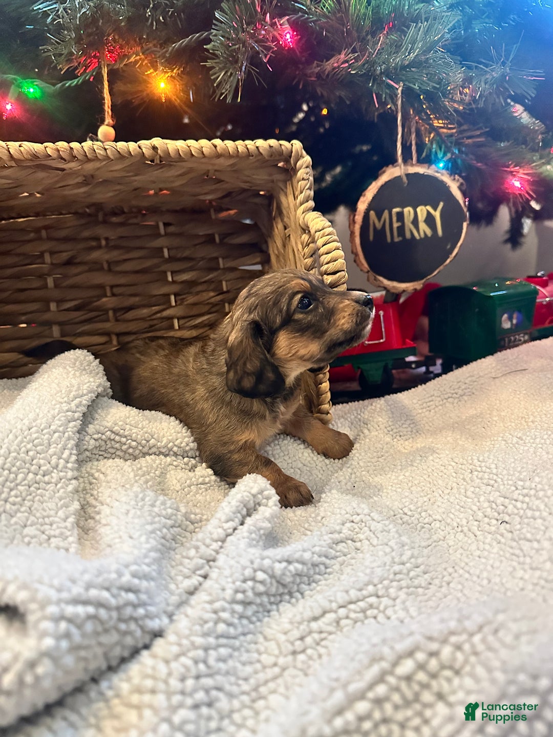 Dachshund dogs for sale: Little Lady 3 - Ad 3