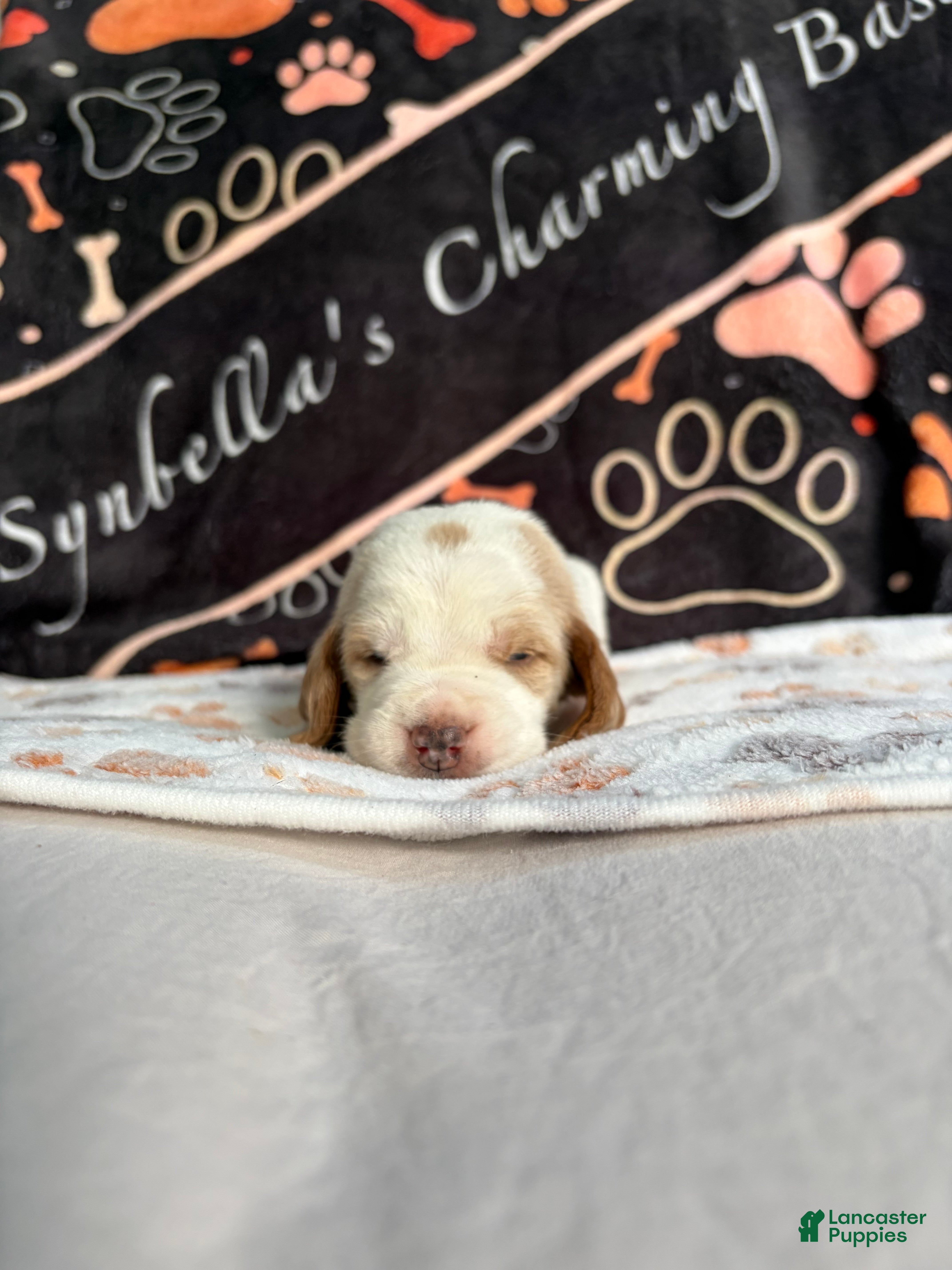 Basset Hound dogs Basset Hound 2 - Ad 37