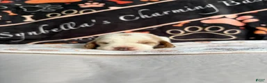 Basset Hound 2