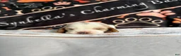 Basset Hound dogs for sale: Basset Hound 2 - Ad 1