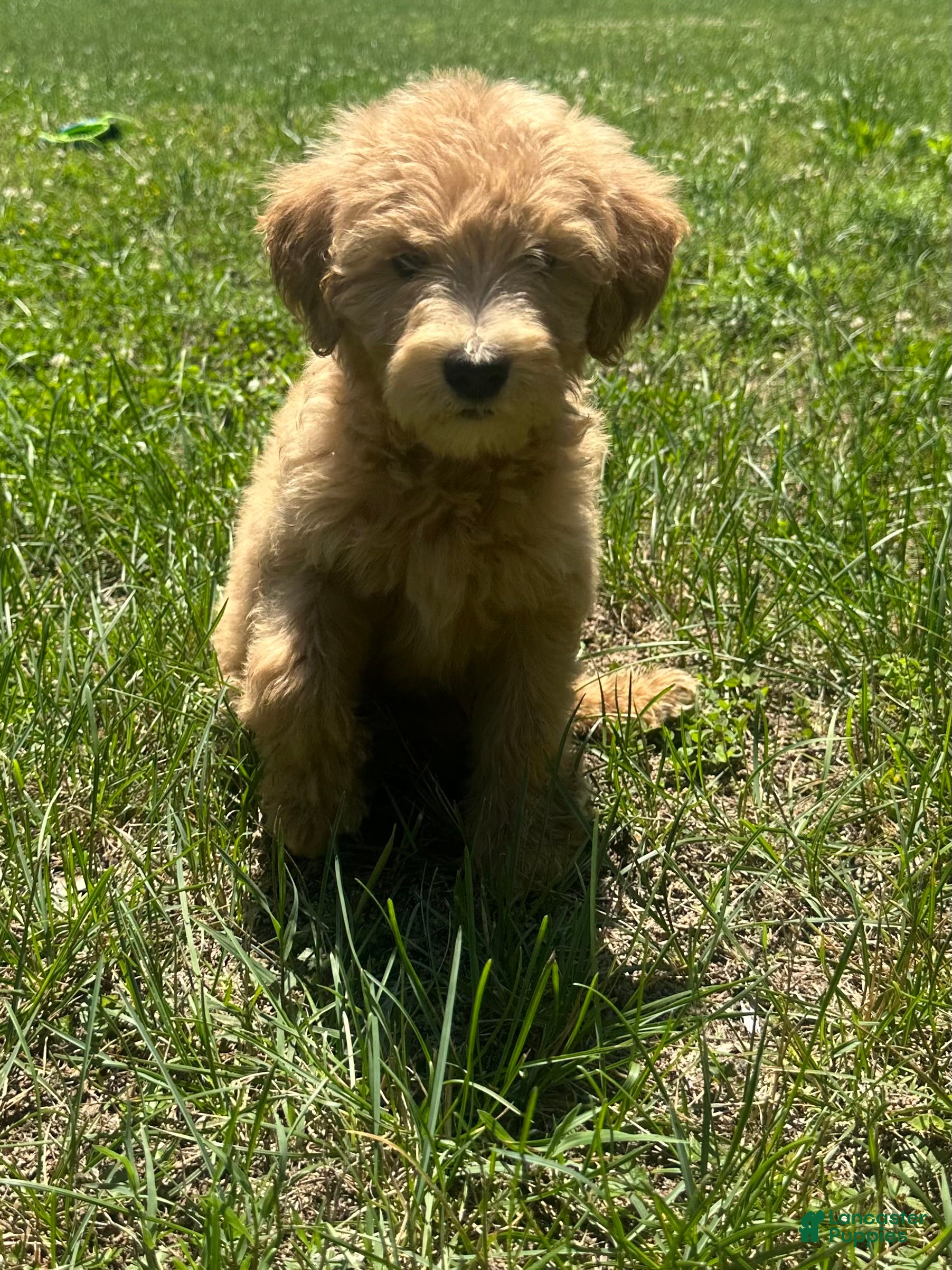 Goldendoodle dogs Passion - Ad 18