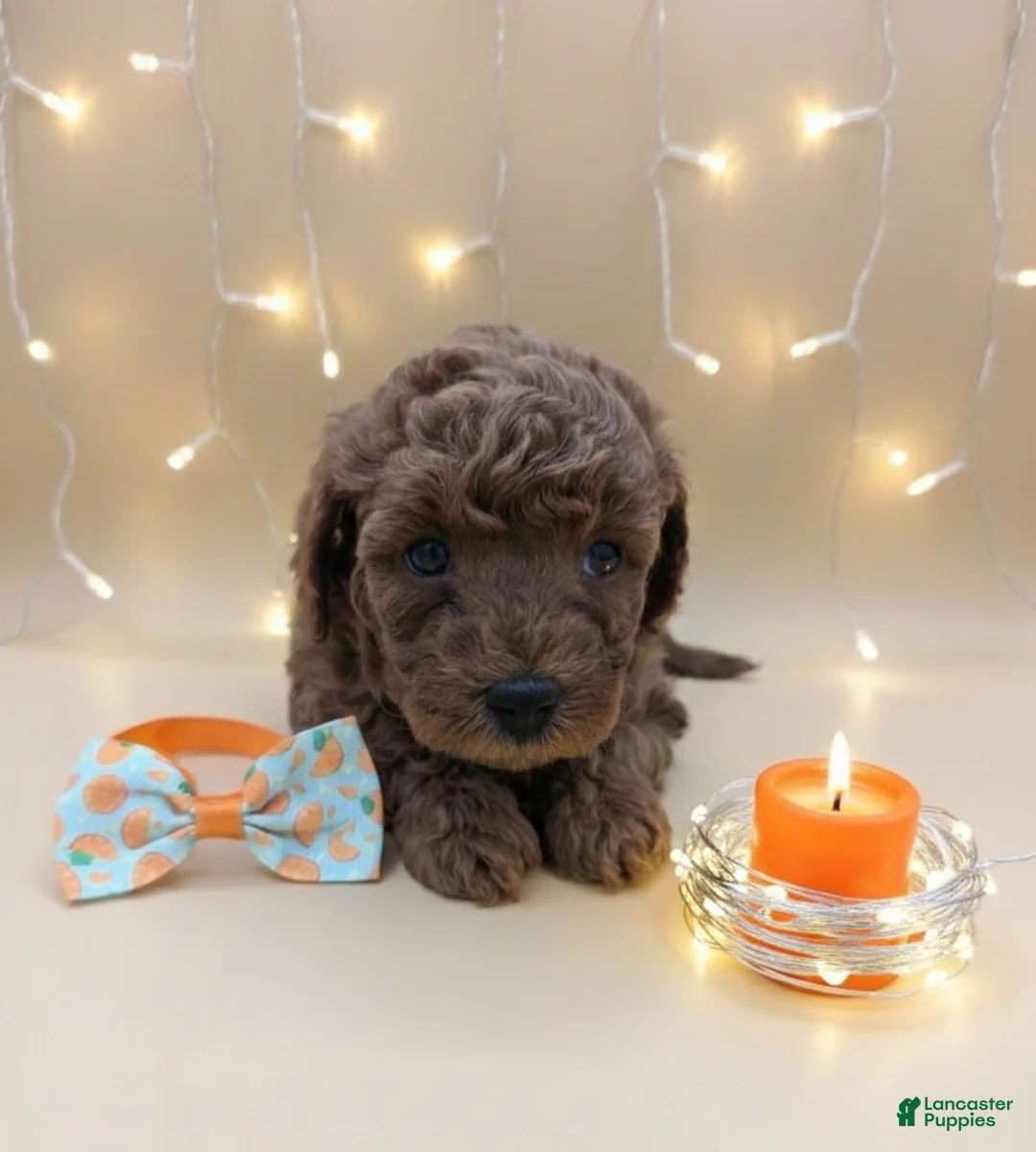 Toy Poodle dogs for sale: Maple 🍁 - Ad 21