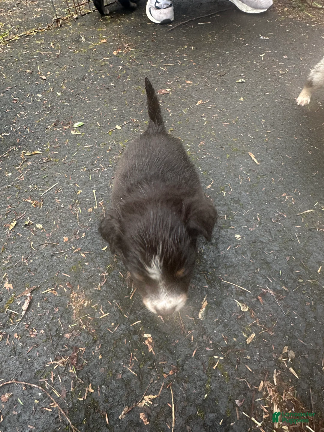 Miniature Australian Shepherd dogs for sale: Fred - Ad 2