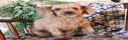 Toy Poodle dogs for sale: Melody - Ad 5