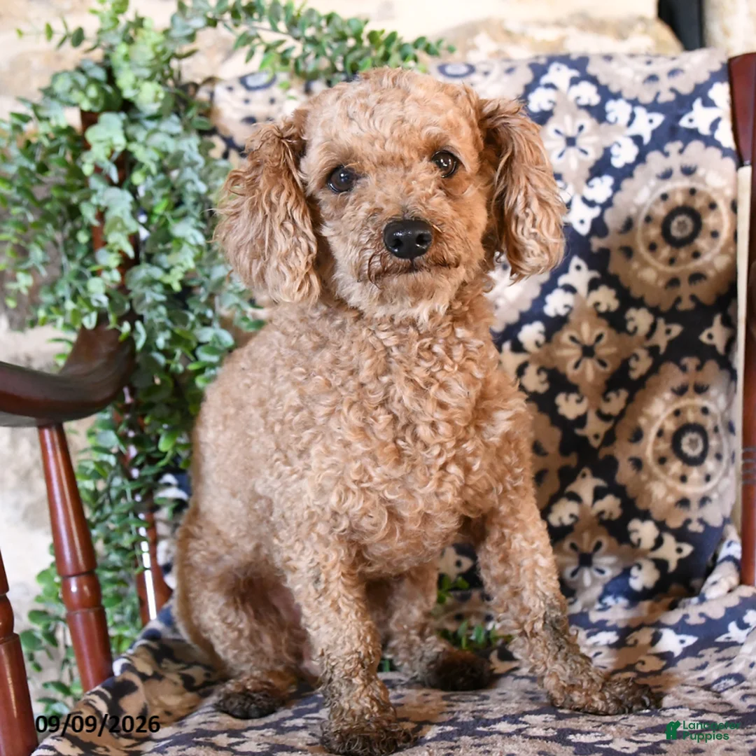 Toy Poodle dogs for sale: Melody - Ad 5