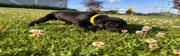 Mixed Breed dogs for sale: Raye - Ad 6
