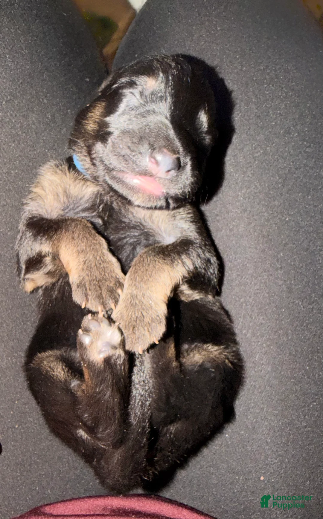 German Shepherd dogs for sale: German Shepherd Puppy 2- Blue Male - Ad 2