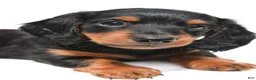 Miniature Dachshund dogs for sale: Knox  - Ad 8