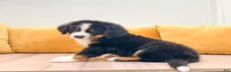 Bernese Mountain Dog dogs for sale: Boone - Ad 5