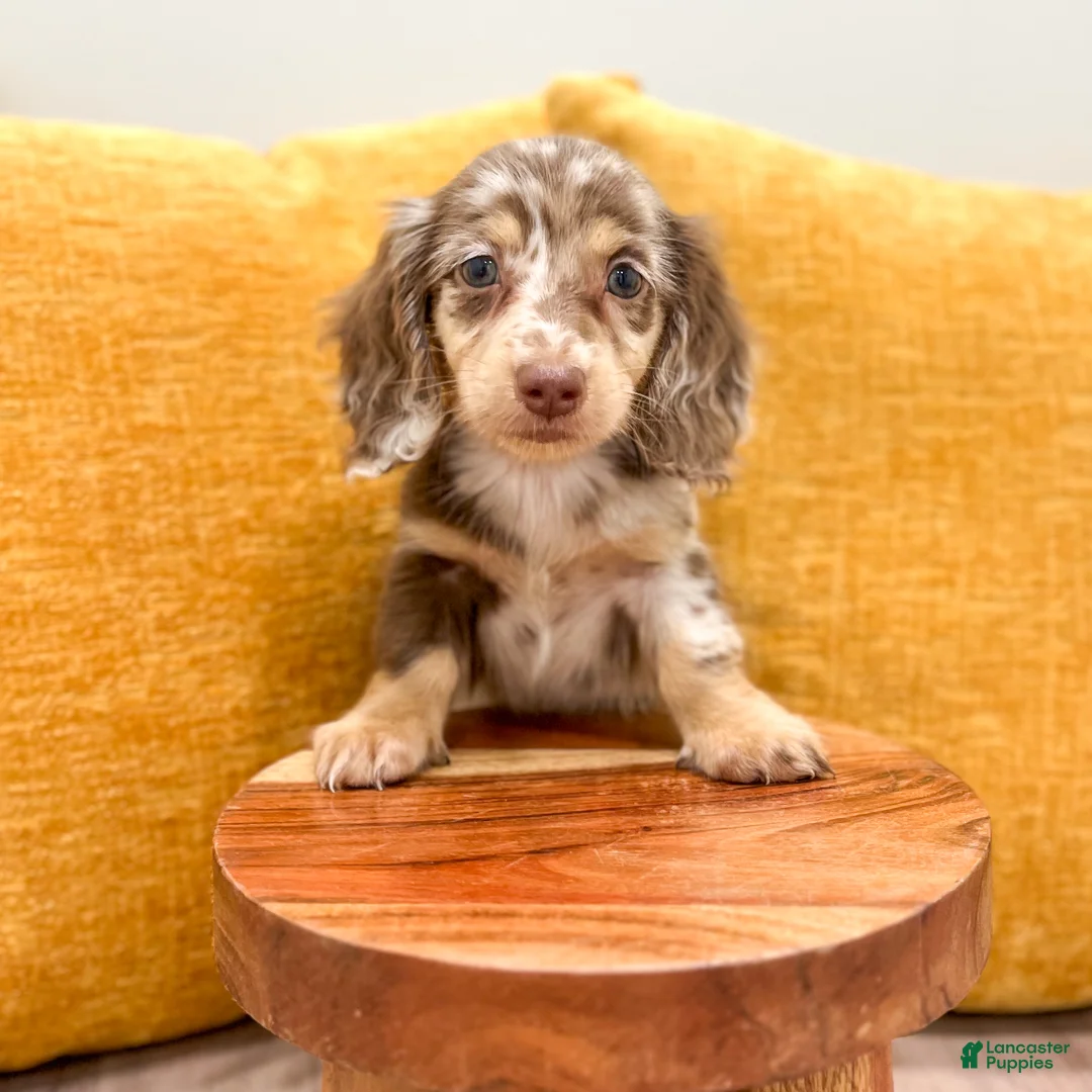 Miniature Dachshund dogs for sale: Snickers - Ad 2