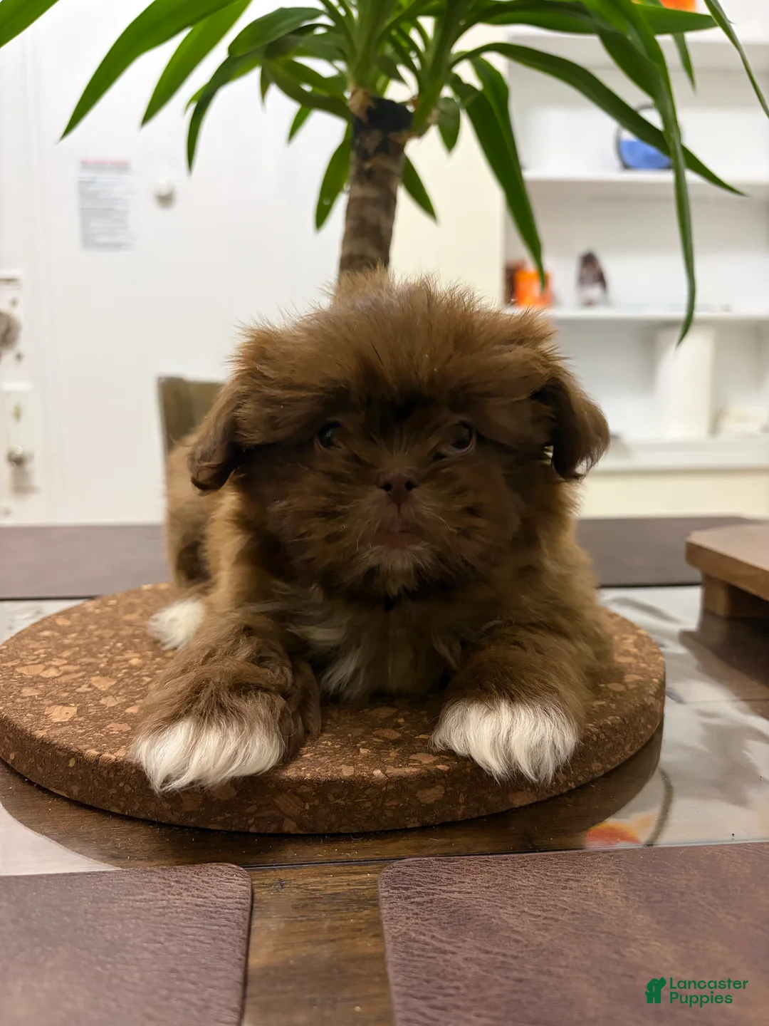 Shih Tzu dogs for sale: Charlie - Ad 2