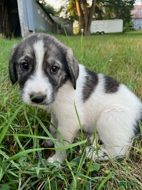 Great Pyrenees dogs Lindy - Ad 20