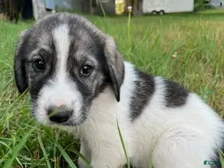 Great Pyrenees dogs Lindy - Ad 20