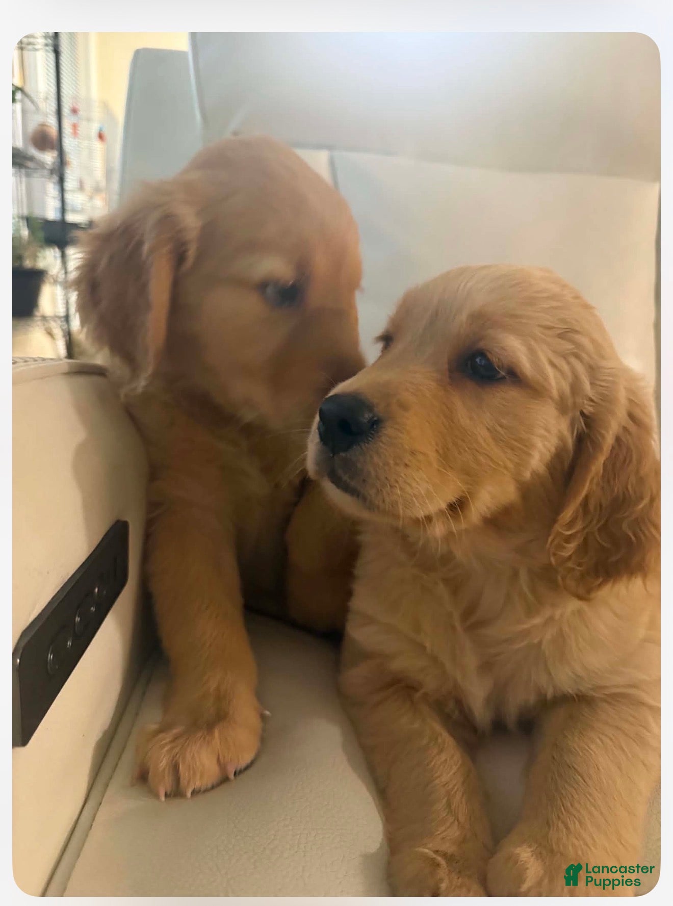 Golden Retriever dogs Golden Retriever 1 - Ad 2