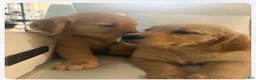 Golden Retriever dogs for sale: Golden Retriever 1 - Ad 2