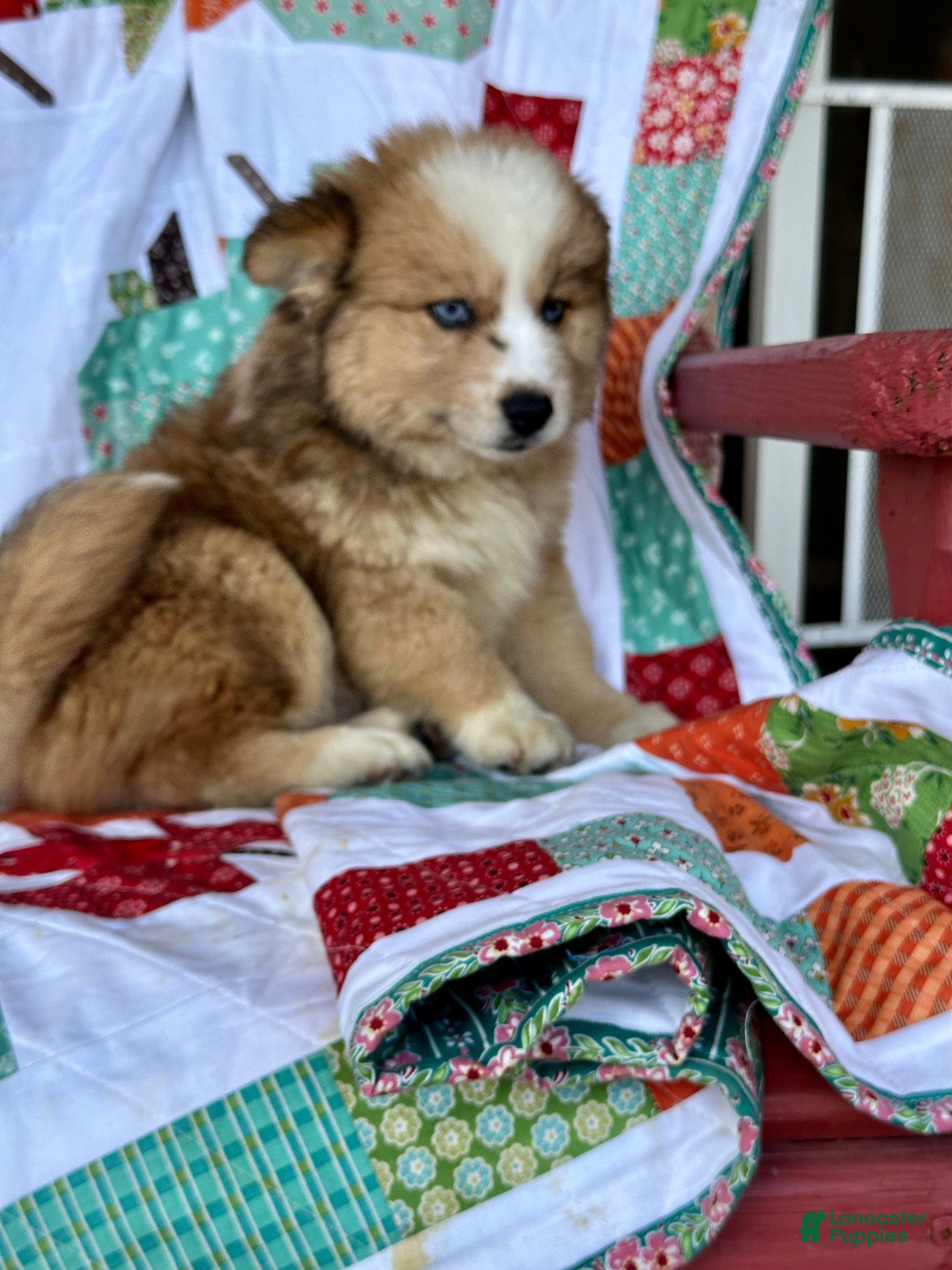 Pomsky dogs for sale: Chance - Ad 4