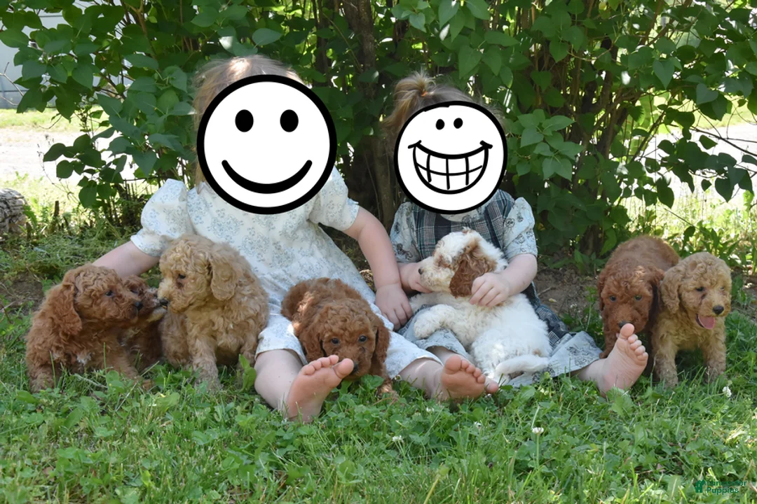 Miniature Poodle dogs for sale: James - Ad 3