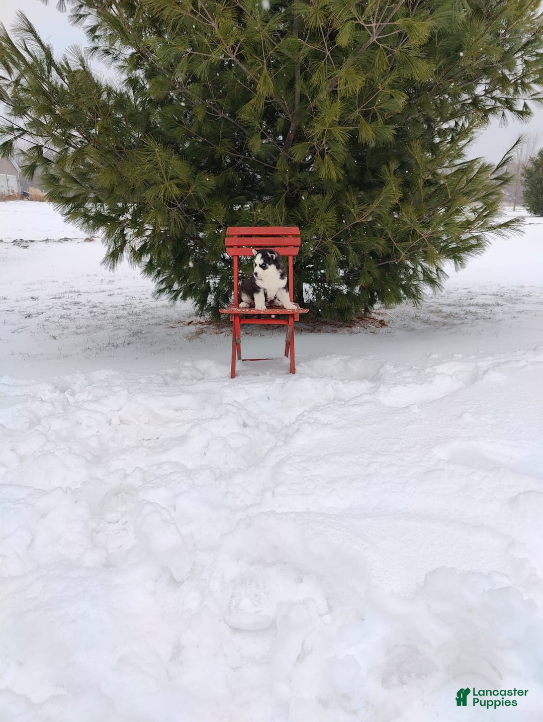 Siberian Husky dogs for sale: Lucy - Ad 8