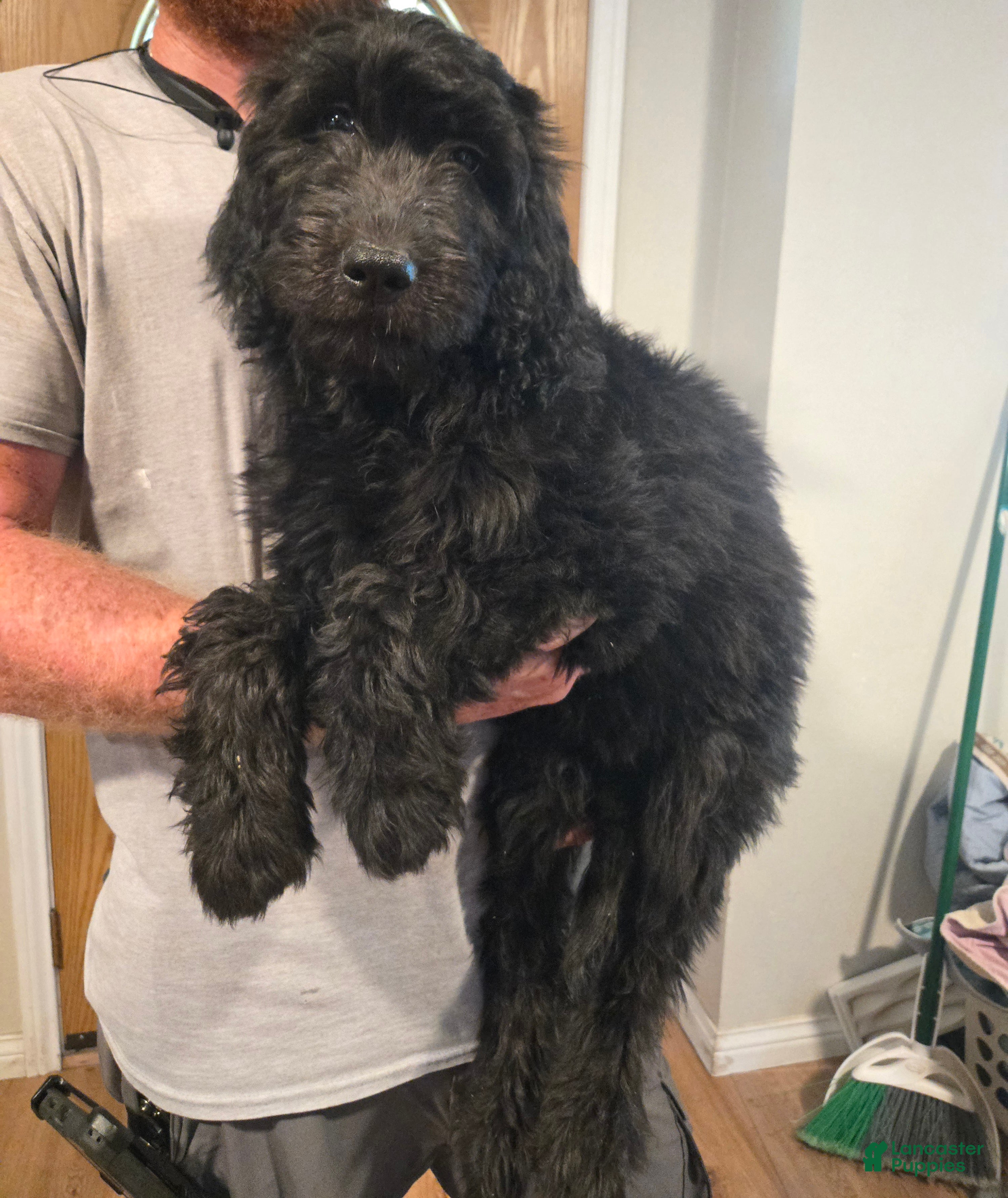 Goldendoodle dogs Purple Girl - Ad 24