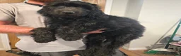 Goldendoodle dogs for sale: Purple Girl - Ad 1