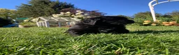Newfoundland dogs for sale: Olivia - Ad 7