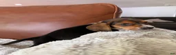 Basset Hound dogs for sale: Timmy - Ad 3