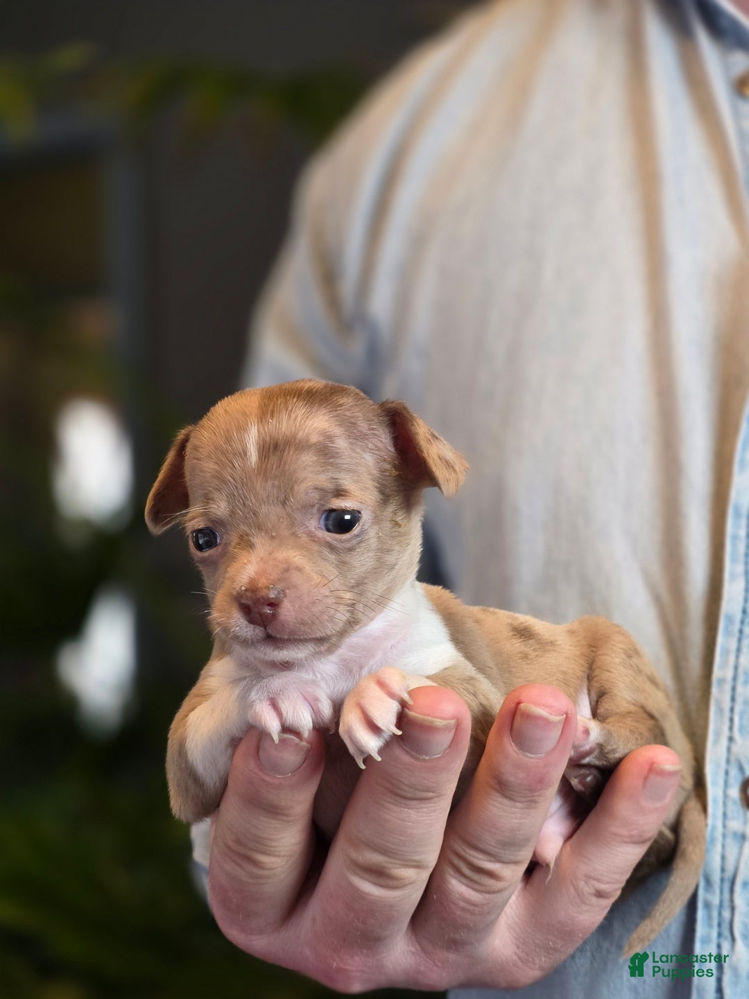 Chihuahua dogs for sale: Splash - Ad 3