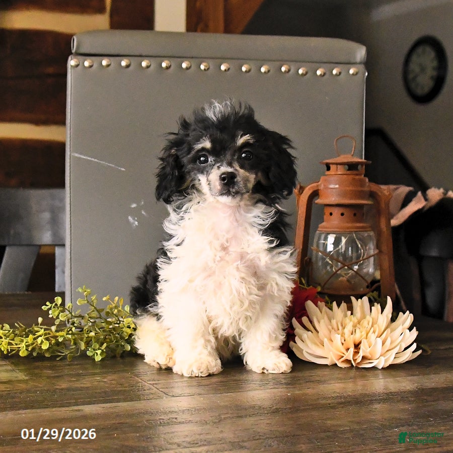 Shihpoo dogs Gus - Ad 24