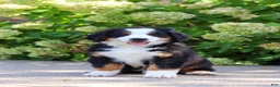 Bernese Mountain Dog dogs for sale: Milo - Ad 11