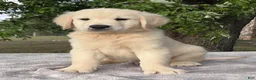 Golden Retriever dogs for sale: Becca - Ad 4