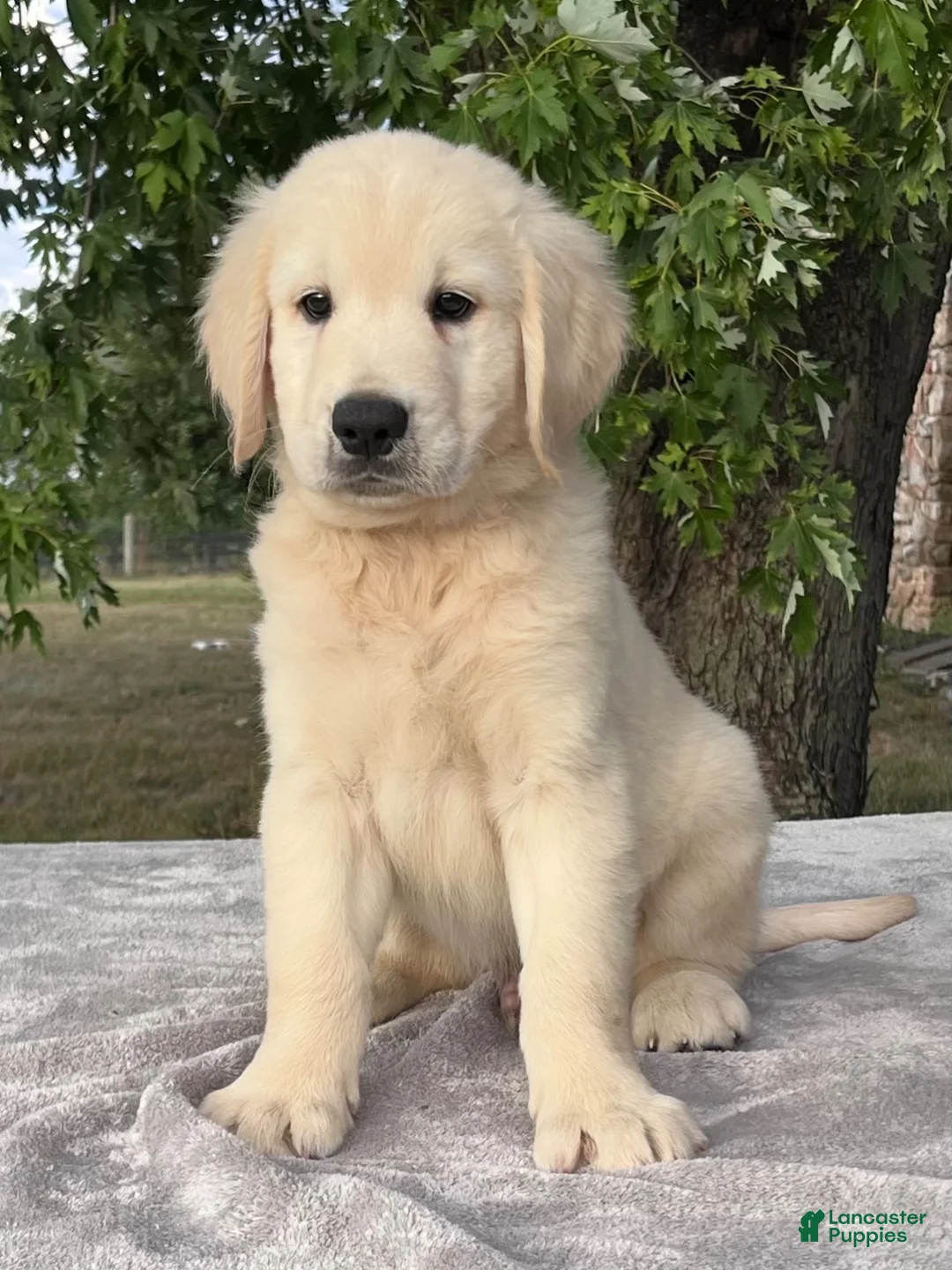 Golden Retriever dogs for sale: Becca - Ad 4
