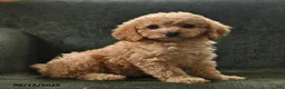 Cavapoo dogs for sale: Peg - Ad 3