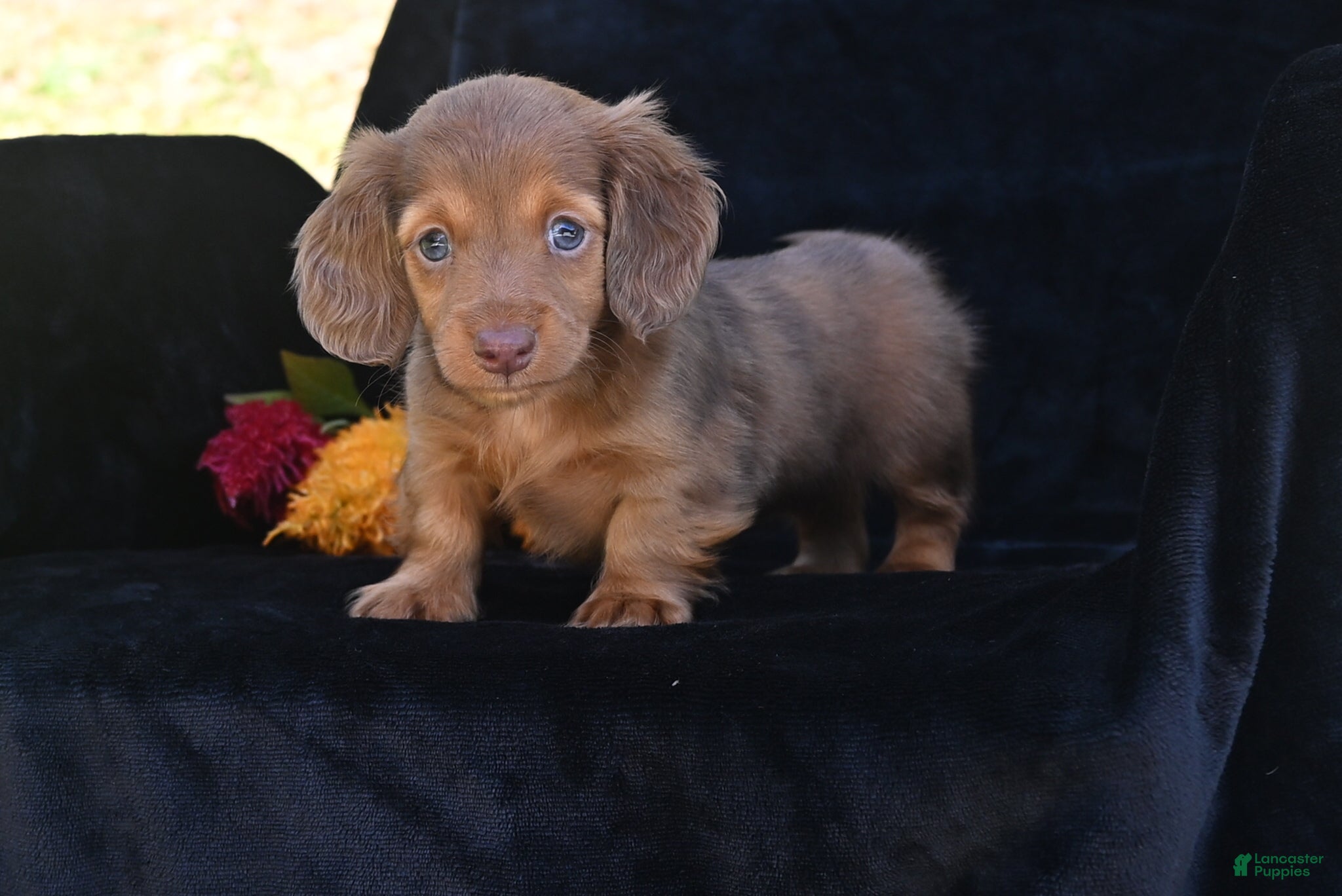 Miniature Dachshund dogs for sale: Ruby - Ad 1