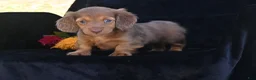 Miniature Dachshund dogs for sale: Ruby - Ad 1