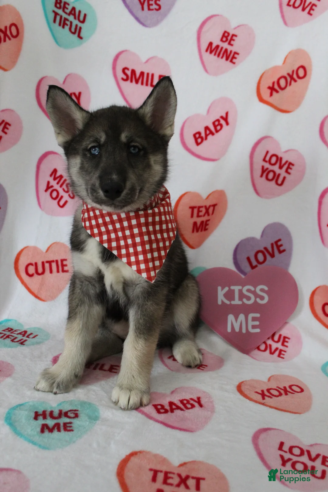Gerberian Shepsky dogs for sale: 6 Red - Ad 1