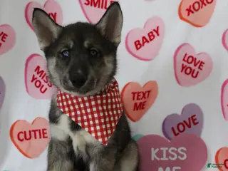 Gerberian Shepsky dogs 6 Red - Ad 14