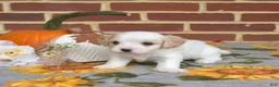 Cavachon dogs for sale: Winston - Ad 4