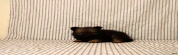 Pomeranian dogs for sale: Aiden - Ad 4