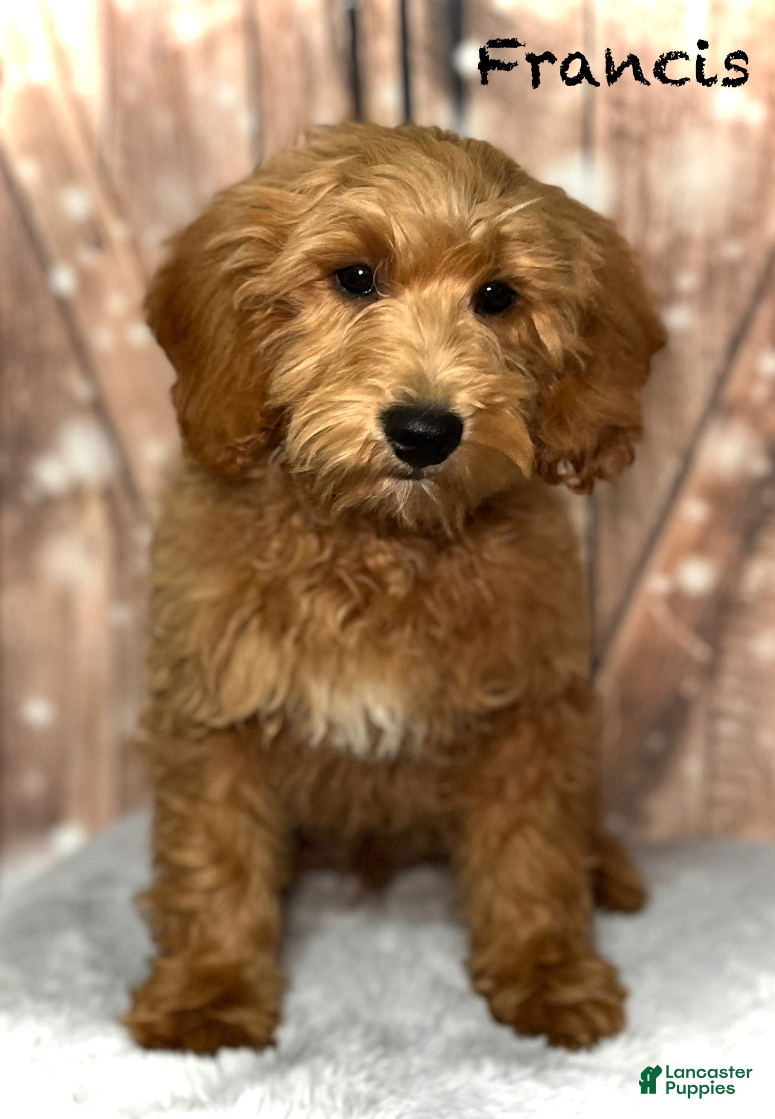 Mini Goldendoodle dogs Francis - Ad 16