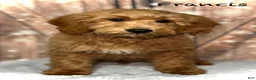 Mini Goldendoodle dogs for sale: Francis - Ad 1