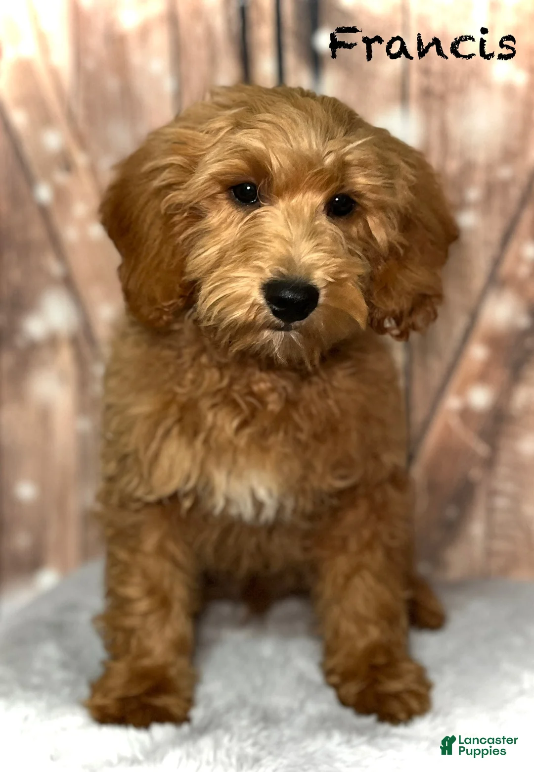 Mini Goldendoodle dogs for sale: Francis - Ad 1