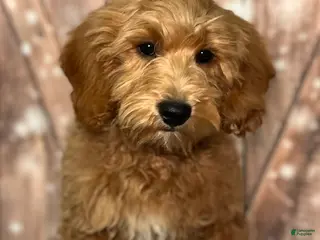 Mini Goldendoodle dogs Francis - Ad 16