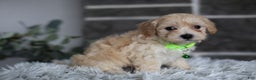Maltipoo dogs for sale: Sawyer - Ad 9