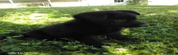 German Shepherd dogs for sale: Rambo - Ad 4