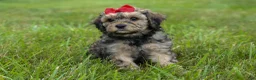 Cavapoo dogs for sale: Viking 🐶 - Ad 15