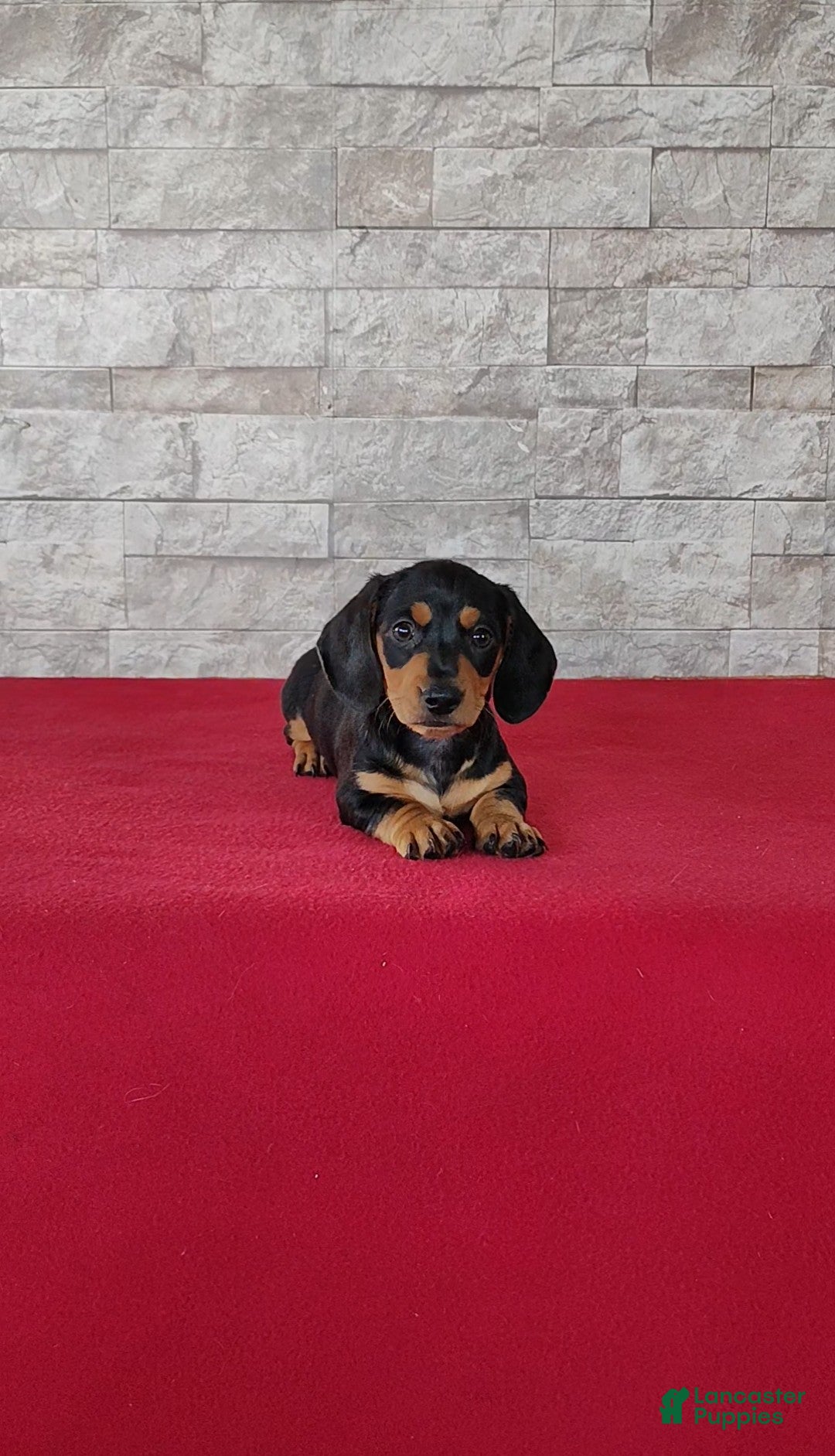 Miniature Dachshund dogs Brady - Ad 1