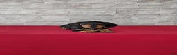 Miniature Dachshund dogs for sale: Brady - Ad 1